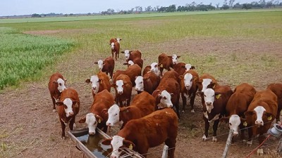 Combinar cultivos de servicios con pastoreo rotativo mejora el suelo