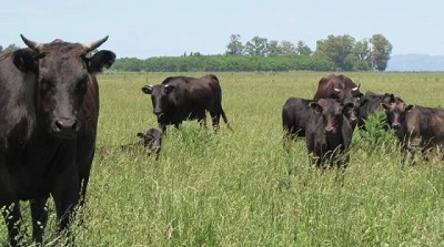 Wagyu argentino: de Tandil a las mesas de Madrid