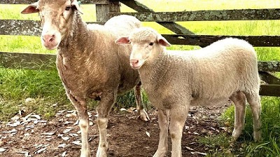 Destacan “virtudes” de la raza Merino Dohne en producción de carne y finura lanera