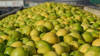 Argentina establece sistema de monitoreo de las exportaciones de jugo de limón a Estados Unidos