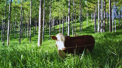 Árboles y forrajes: una alianza que beneficia la producción ganadera