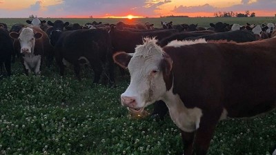 Mercado ganadero continúa firme; hay disparidad entre plantas