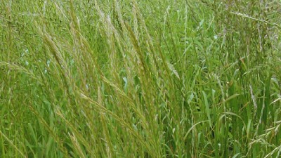 Pautas de manejo de raigrás en el norte y noreste bonaerense