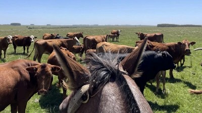 El mercado ganadero sigue firme y con dinamismo en todas las categorías