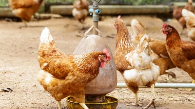 Se detectó un caso de influenza aviar en aves de traspatio en la provincia de Chaco