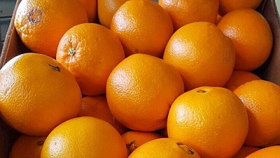 Cambios para potenciar las exportaciones frutales en Argentina