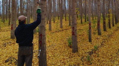 El INTA evalúa la calidad de la madera de álamos en los valles irrigados