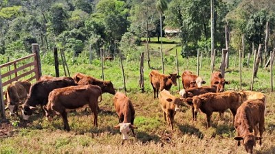 Nuevo brote confirmado de rabia paresiante en Puerto Caraguatay, Misiones