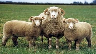 Medidas para sostener la producción Ovina en la Patagonia, evitando mayores pérdidas y fortaleciendo arraigo