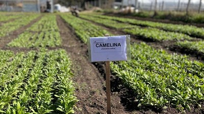 Energía limpia y suelos saludables con camelina, nuevo actor en el agro pampeano