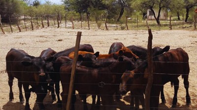 Tecnologías al servicio de la ganadería