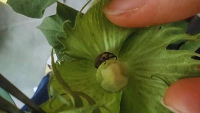 El INTA avanza en el desarrollo de un algodón resistente al picudo