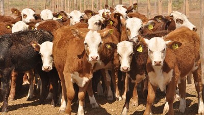 El Gobierno nacional derogó la prohibición de exportar ganado vacuno en pie con destino a faena