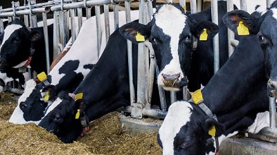 Microorganismos benéficos incrementan la productividad de tambos y feedlots