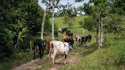 Las vacas y el ambiente: entre la realidad y el relato