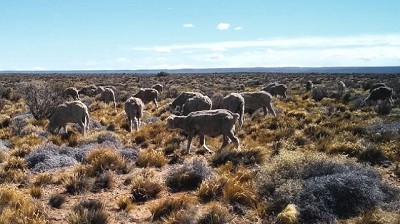 En la Patagonia, pastos y arbustos conviven para producir más