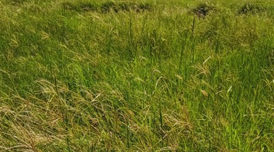 Evalúan pasturas megatérmicas para mejorar la productividad ganadera