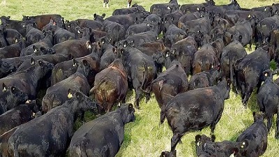 Cabaña Paso Real posterga su presentación en la Expo Durazno para priorizar el bienestar animal