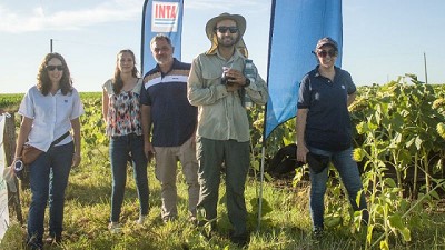 Más kilos y mejor calidad: el girasol muestra su potencial