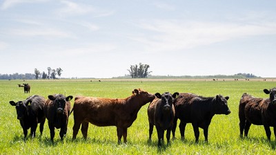 Se modificaron los plazos para campos exportadores de ganado a la Unión Europea