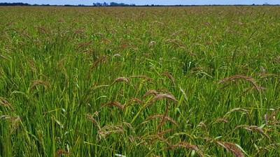 Qué hacer frente a la resistencia del capín arroz