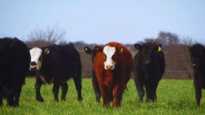 Presentan una nueva variedad de Avena