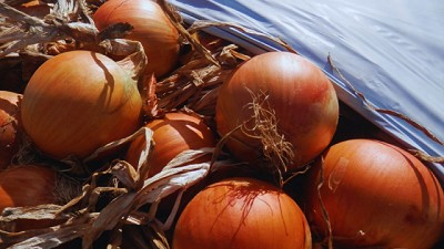 La cebolla argentina busca posicionarse en el mercado regional