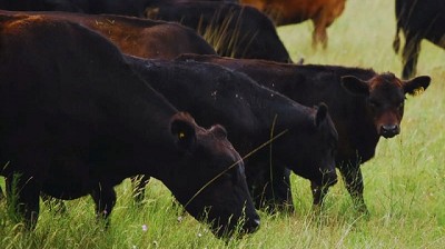 Avanzan en el desarrollo de una nueva vacuna contra el virus de la fiebre aftosa