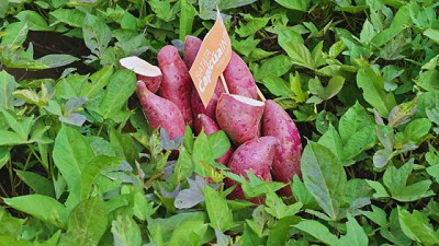 Alianza estratégica para impulsar la producción de batata de calidad