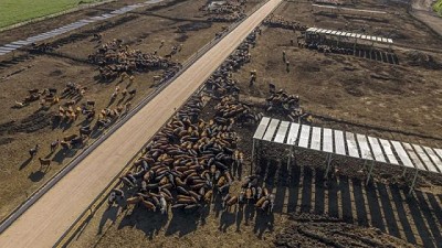 Federico Baccino, productor agropecuario, dijo que números para el negocio del corral están siendo positivos