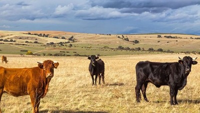 La UE intensifica medidas contra la fiebre aftosa que amenaza a Hungría y Eslovaquia