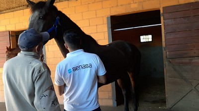 San Luis: Medidas de contención sanitarias ante un caso de Anemia infecciosa equina