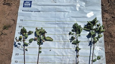 Nutrición estratégica: la clave para maximizar el rendimiento del algodón