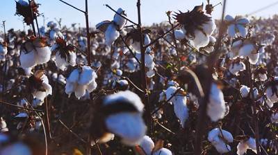 Presentan una variedad de algodón tolerante al estrés hídrico