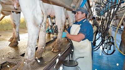 Más producción, menos precio: el desafío para el sector lechero