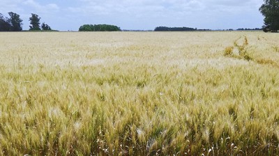 Analizan los cambios en la distribución de cultivos de las últimas seis campañas