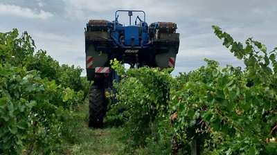 Se cosecharon más de mil toneladas de Uva durante la vendimia de La Pampa