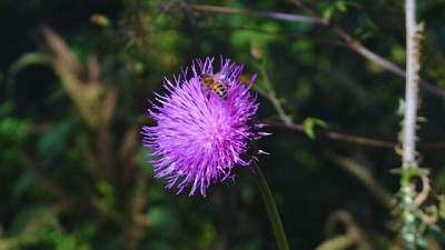 Estudian el potencial de la flora nativa para mejorar el manejo de la colmena