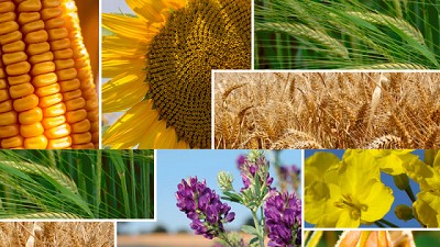 Rafael Lozada es nombrado Gerente General de RAGT Argentina