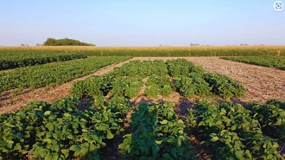 Logran editar un biofertilizante que aumenta un 6 % la productividad de la soja