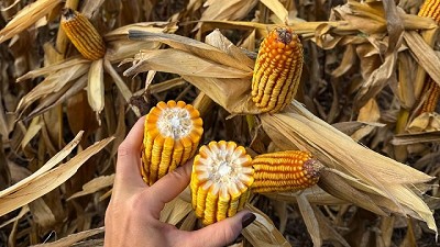 ILLINOIS evoluciona para la nueva campaña de Maíz