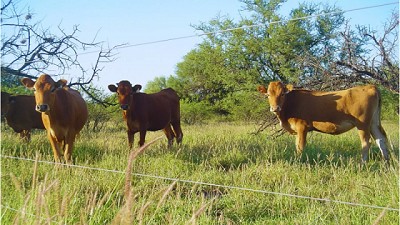 Una pastura para optimizar la producción ganadera