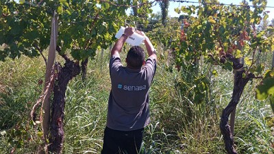 La Rioja: Alerta fitosanitaria por la detección de Lobesia botrana en Villa Unión