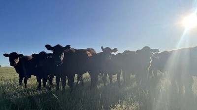 Novillo Mercosur: crisis global afecta el valor medio de exportación