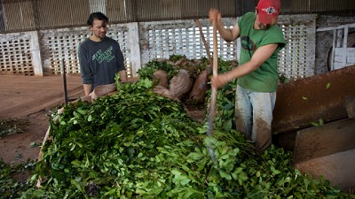 Menos restricciones al sector yerbatero para impulsar la competencia