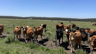 Firmeza en el mercado de ganado y reposición: estabilidad en la faena y buen nivel de demanda
