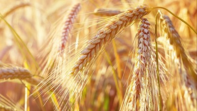 Nueva alternativa de manejo para trigo y cebada en el control de malezas de hoja ancha y crucíferas resisentes.