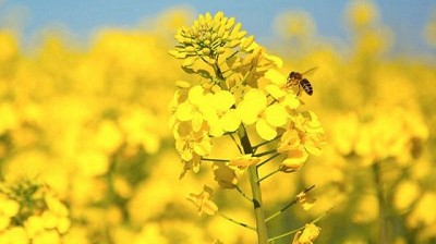 Colza en expansión: la apuesta de Alz-Agro para 2025