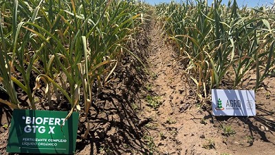 Aumentos del 20% del rendimiento en ajo con el uso de bioinsumos