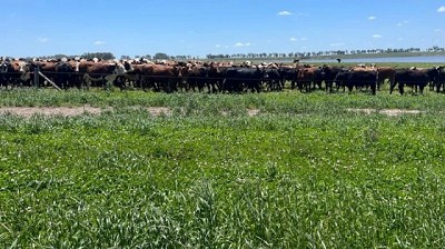 El otoño 2025 marca todo un récord de forraje y preñez en la ganadería uruguaya